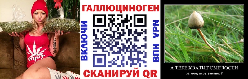 магазин    Мещовск  Галлюциногенные грибы Psilocybe 